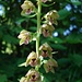 Orchidee - Breitblättrige Stendelwurz (Epipactis helleborine)