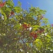 Ein Himmel voller Beeren: Roter Holunder. Daraus lässt sich leckerer Gelée gewinnen, die Beeren müssen aber rasch verarbeitet werden.