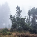 Der kleinteilige Bewuchs der hiesigen Grinden-Landschaft wirkt im Nebel schön gespenstisch. 