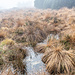 Hochmoor am Schliffkopf.