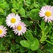 ... begleitet von hübschen Gänseblümchen ...