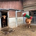 ... zur tierischen Wellnessanlage auf Mastweid