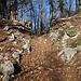 Unterwegs im artenreichen Mischwald.