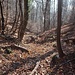 Im Wald geht es wieder talwärts.