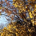 Verspätete Herbstfreuden im Dezember.