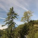 schöner Steig zum Schafelberg