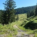 Der Weg leitet hinüber zur nächsten Weidefläche.