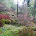Herbstwald bei Forbach