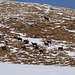 Eine Herde Gämsen in der fast schneefreien Carungas Südflanke.