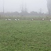 Ibis Sacri (che a me ricordano i marabù) al pascolo.