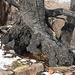 Der Wurzelstock eines beim Waldbrand im Frühjahr 2022 verbrannten Baums.