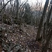 Un pinnacolo roccioso tra gli alberi