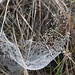 Der Regen der Nacht hat seine Spuren in einem Spinnennetz hinterlassen.