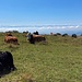 die bekannte Herde - mit feinem Wolkenband vor den Alpen