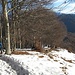 Ormai manca poco alla cima e qui si vede bene la linea che delimita il versante boscoso del Monte Faiè (verso nord) da quello privo di alberi che guarda verso sud.