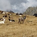 Capre al pascolo.
