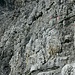 Gut gestuft und teils mit Fixseilen gesichert geht's steil in die Höhe.