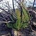 Erica arborea - rinascita dal recente incendio