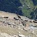 Steinbock mit Tiefblick auf Furggstalden