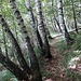 Der Weg führt durch Birkenwald.