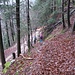 Der Abstiegsweg geht durch den Wald teilweise steil bergab und trifft dann hier wieder auf den breiten Hauptweg, der nach Gänsbrunnen führt.