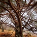 Un meraviglioso pino silvestre isolato sul costone sopra lo stallone.