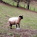 Am Schaf rechts halten.