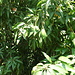 Verso Canyon des Rats, Mango