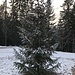 Ein geschmückter Weihnachtsbaum als Überraschung kurz vor der Alm.