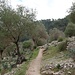 Schöner Weg durch Olivenhain