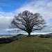 prächtige Stimmung - und famoser Baum - auf Ober Schwarzhubel