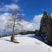 ... mit Einzelbaum und nächster Rastbank ...