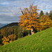 Die herbstlich belaubten Bäume sind (m)ein besonderer Augenschmaus