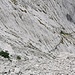 adulte Gams im Aufstieg zum Ellmauer Tor