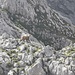 juvenile Gams am Ellmauer Tor