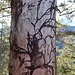 Auch Bäume haben Tattoos.