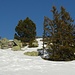 Felseninsel (Hohgant-Sandstein) mit Baumgruppe im Schnee