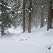 ... und kurz darauf befand ich mich auf einem Weg der mich nach Chaltgräbe führte.<br />Folgte dann der schneebedeckten Fahrstrasse nach ...