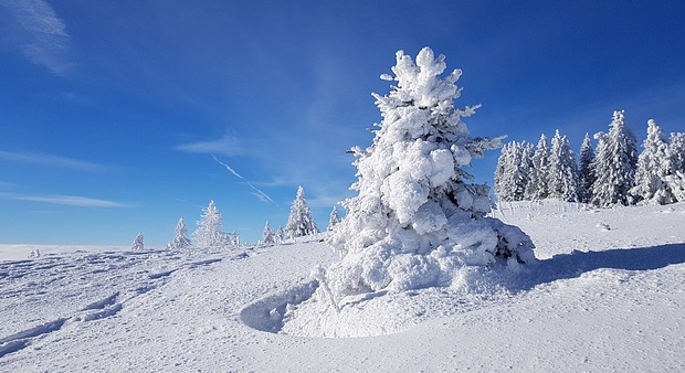 Kleine Tanne im Schneemantel.