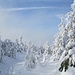 Der Pfad auf dem Streitmannskopf vom Hauptgipfel zum Westgipfel war nur von Skitourengehern gespurt, so dass ich mit den Schneeschuhen nachspuren musste.
