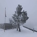 Gipfelbaum und Arche auf Scheidegg