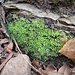 Soleirolia soleirolii (Req.) Dandy<br />Urticaceae<br /><br />Vetriola di Soleirol <br />Helxine de Soleirol <br /> Bubikopf