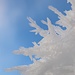 Filigrane Eiskristalle vor blauem Himmel - so ist der Winter am schönsten.