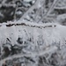 Winterliche Kunst an einem Ast.