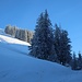 Der Wald wird verlassen...