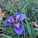 Una fioritura, forse un po' anticipata di questi Iris Sanguinea