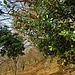 Agrifoglio -Ilex aquifolium