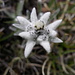 Edelweiss (Leontopodium nivale) - wächst direkt vor der Hütte