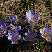 Der Frühling zeigt sich bereits...