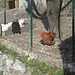 diese Hennen - zwar hinter Gittern - dennoch privilegiert ...
